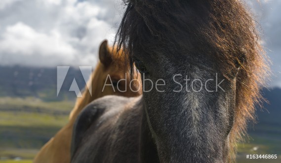 Picture of Icelandic Horse - closeup